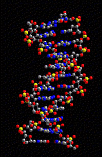 Del av DNA-molekyl-modell