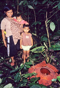 mor og barn og rafflesia