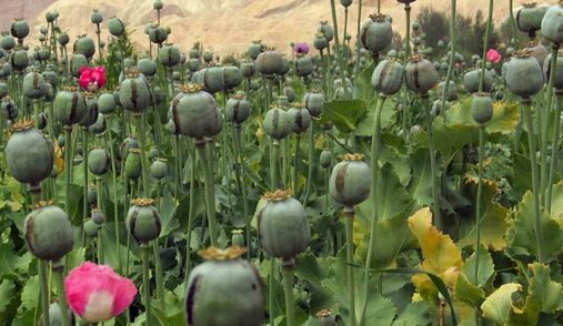4-konflikt-opium-blomster