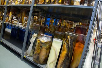 LAGRET I SPRIT: I kjelleren på Zoologisk museum har museet en samling med alle de dyrene som er lagret i sprit.