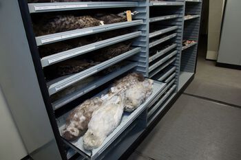SNØUGLER: Snøuglene i denne samlingen er brukt til å analysere slektskapet mellom snøuglene på nord-kalotten.